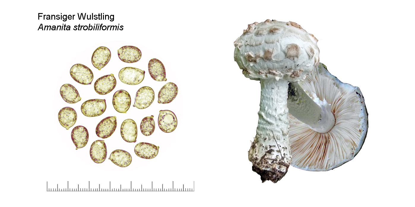 Amanita strobiliformis, Fransiger Wulstling