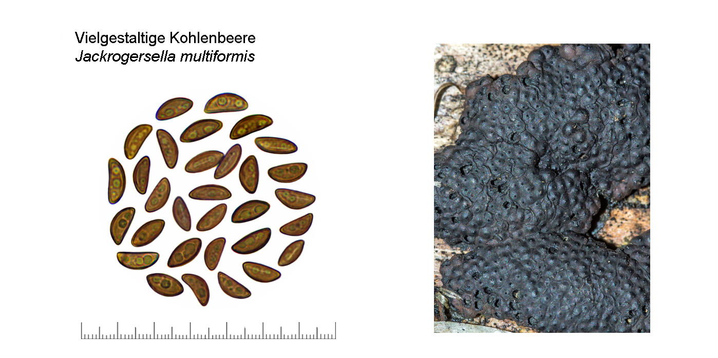Jackrogersella multiformis, Vielgestaltige Kohlenbeere