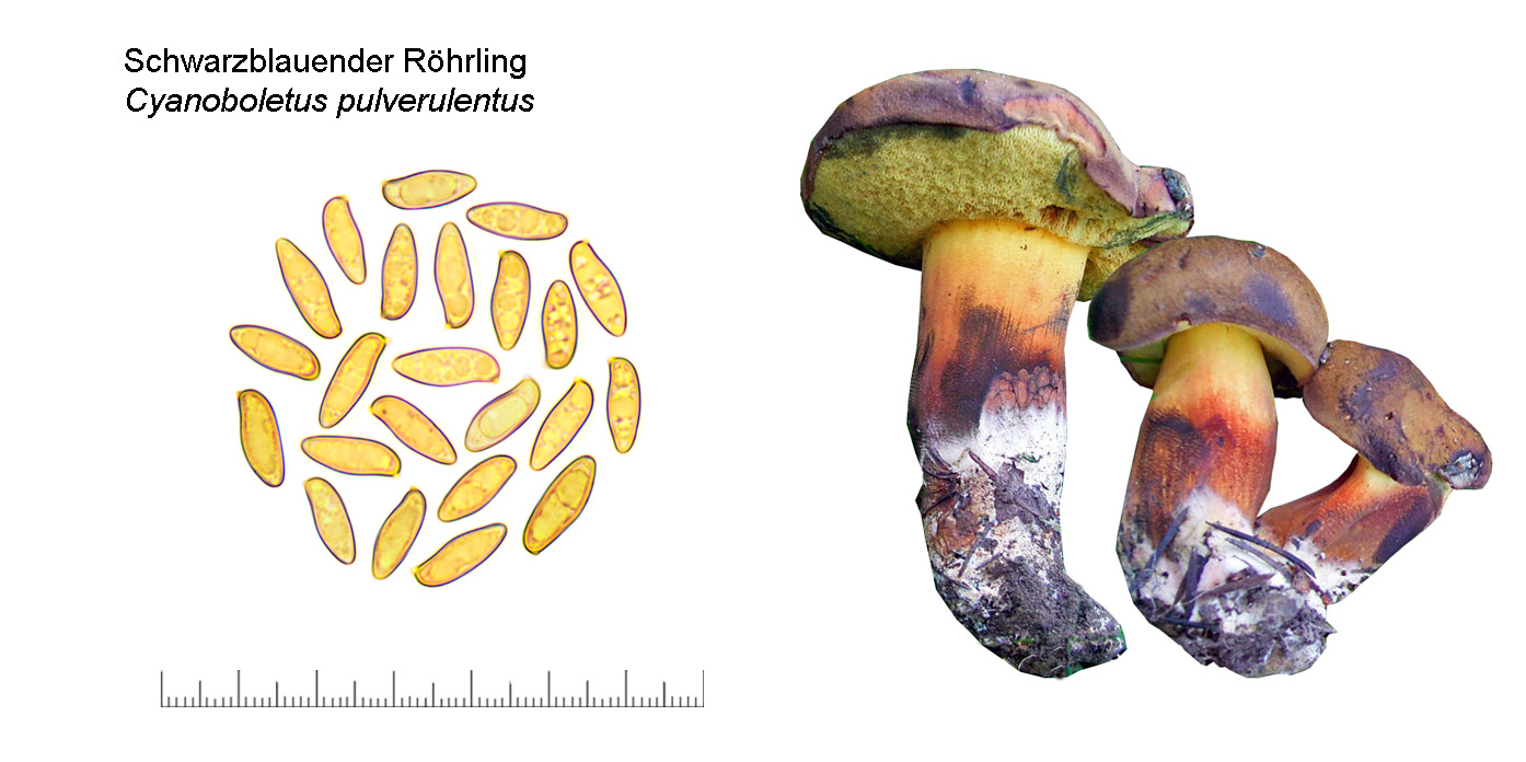 Cyanoboletus pulverulentus, Schwarzblauender Rhrling