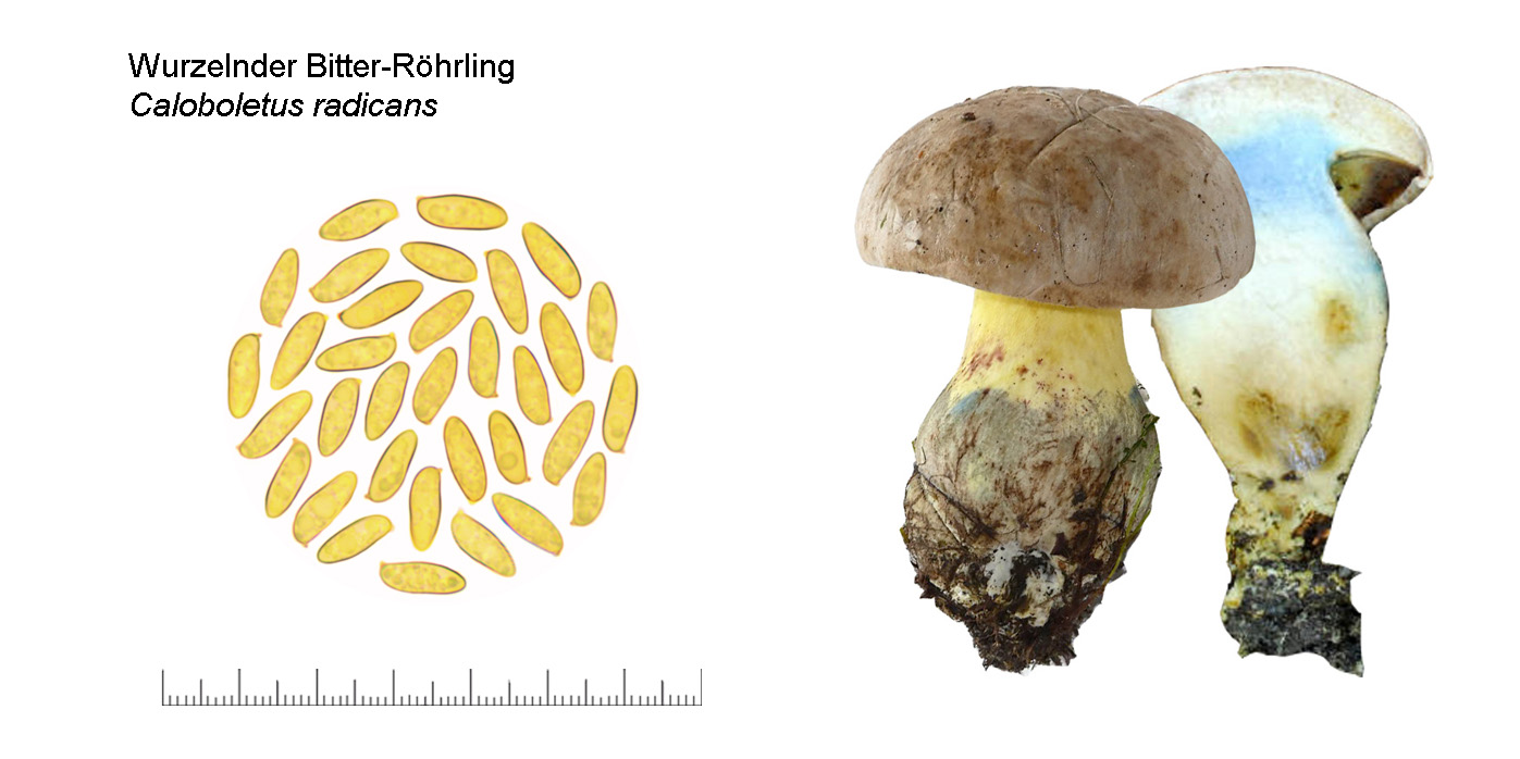 Caloboletus radicans, Wurzelnder Bitter-Röhrling