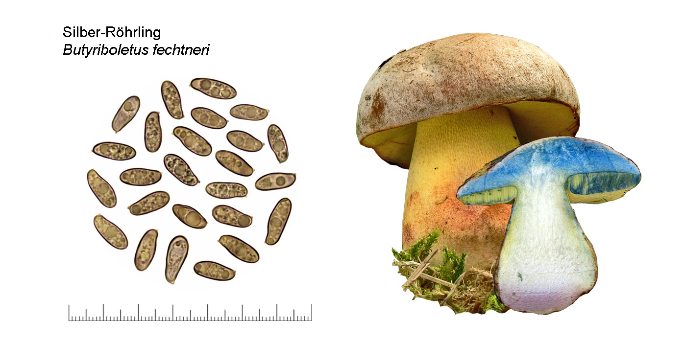 Boletus fechtneri, Silber-Rhrling