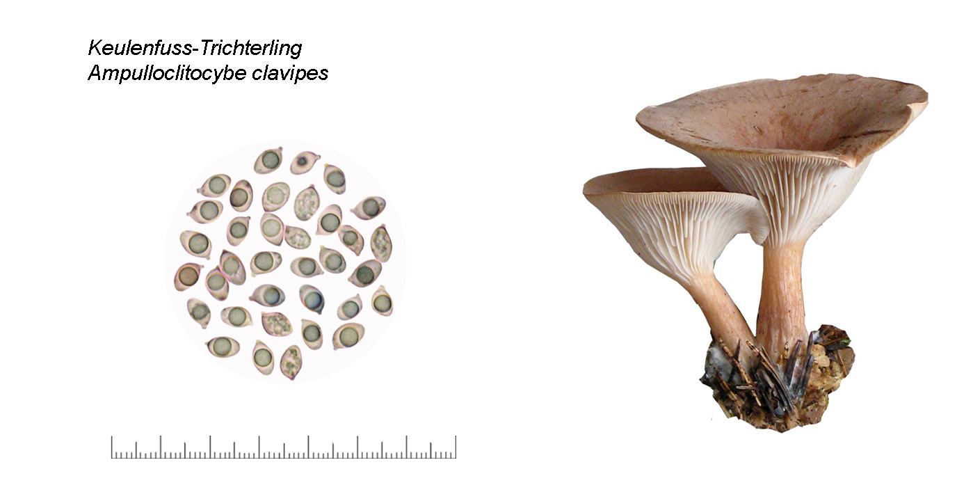 Ampulloclitocybe clavipes, Keulenfuss-Trichterling