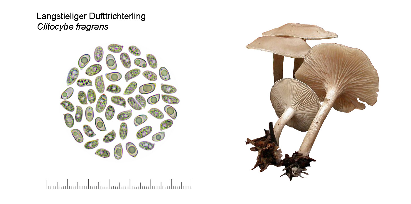 Clitocybe fragrans, Langstieliger Duft-Trichterling