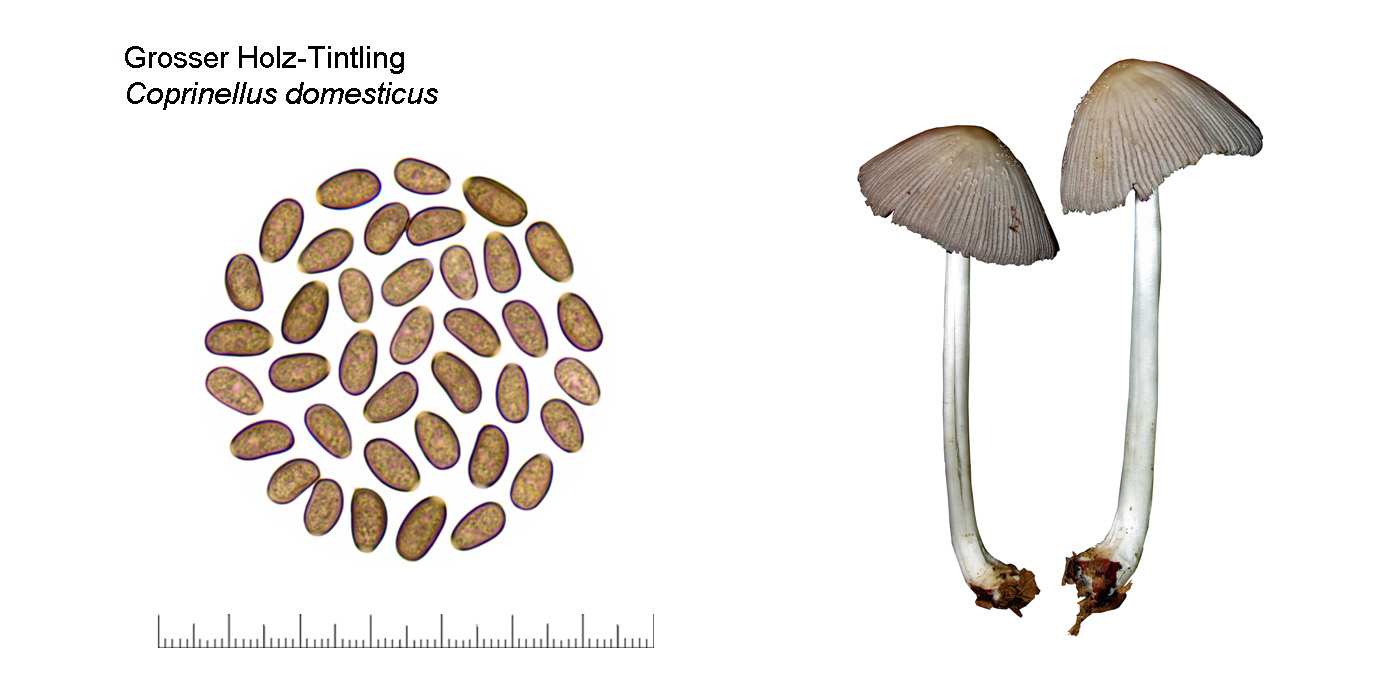 Coprinellus domesticus, Grosser Holz-Tintling