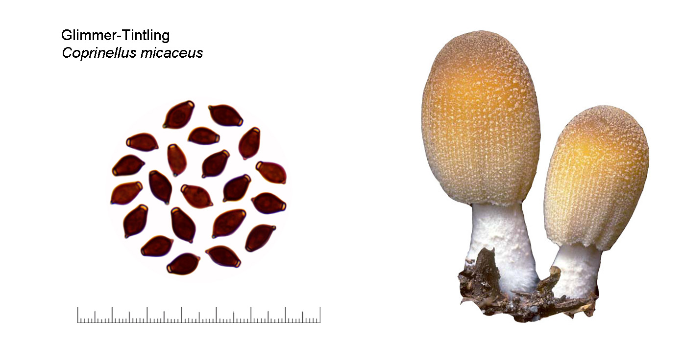 Coprinellus micaceus, Glimmer-Tintling