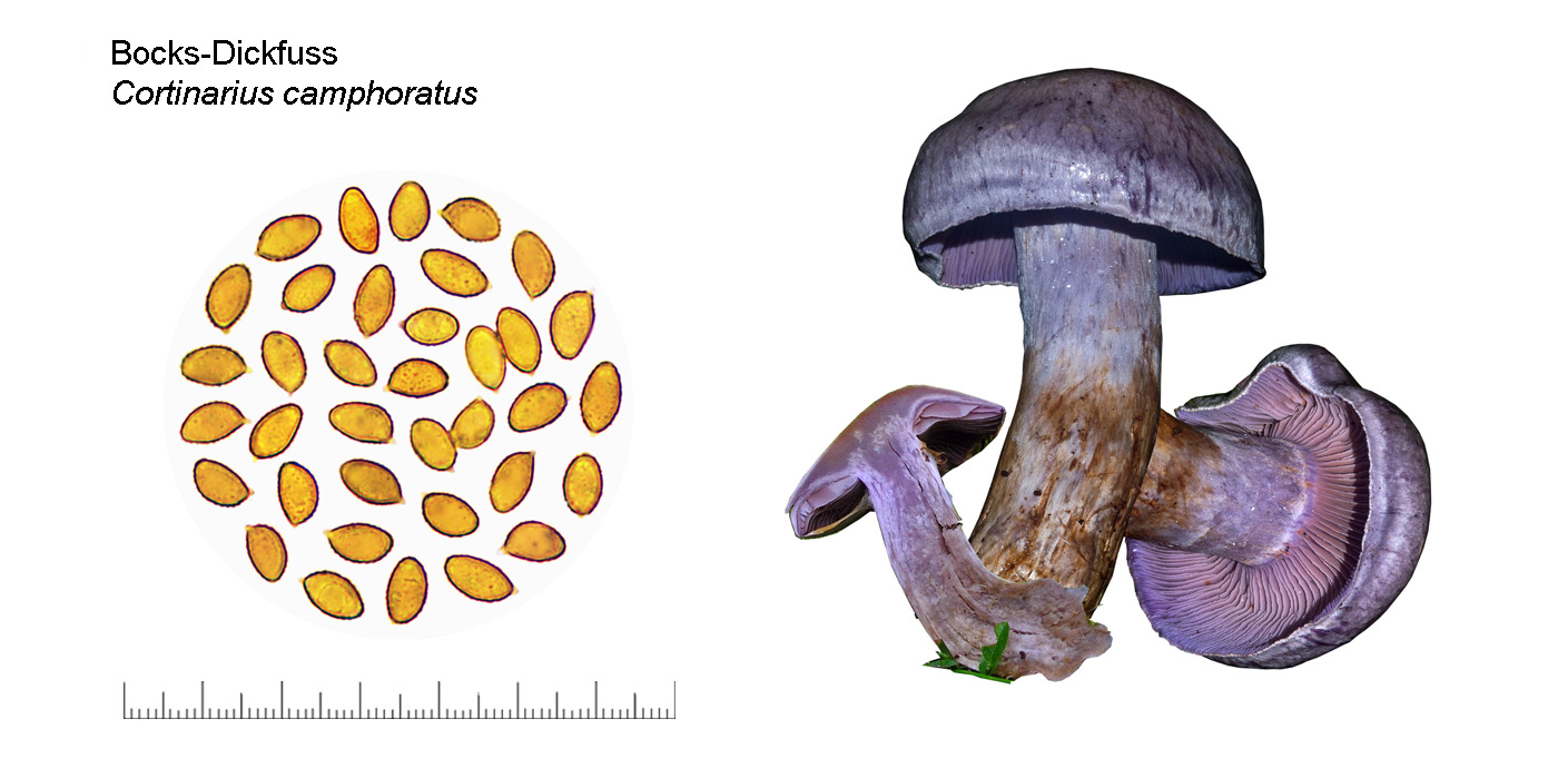 Cortinarius camphoratus , Bocks-Dickfuss