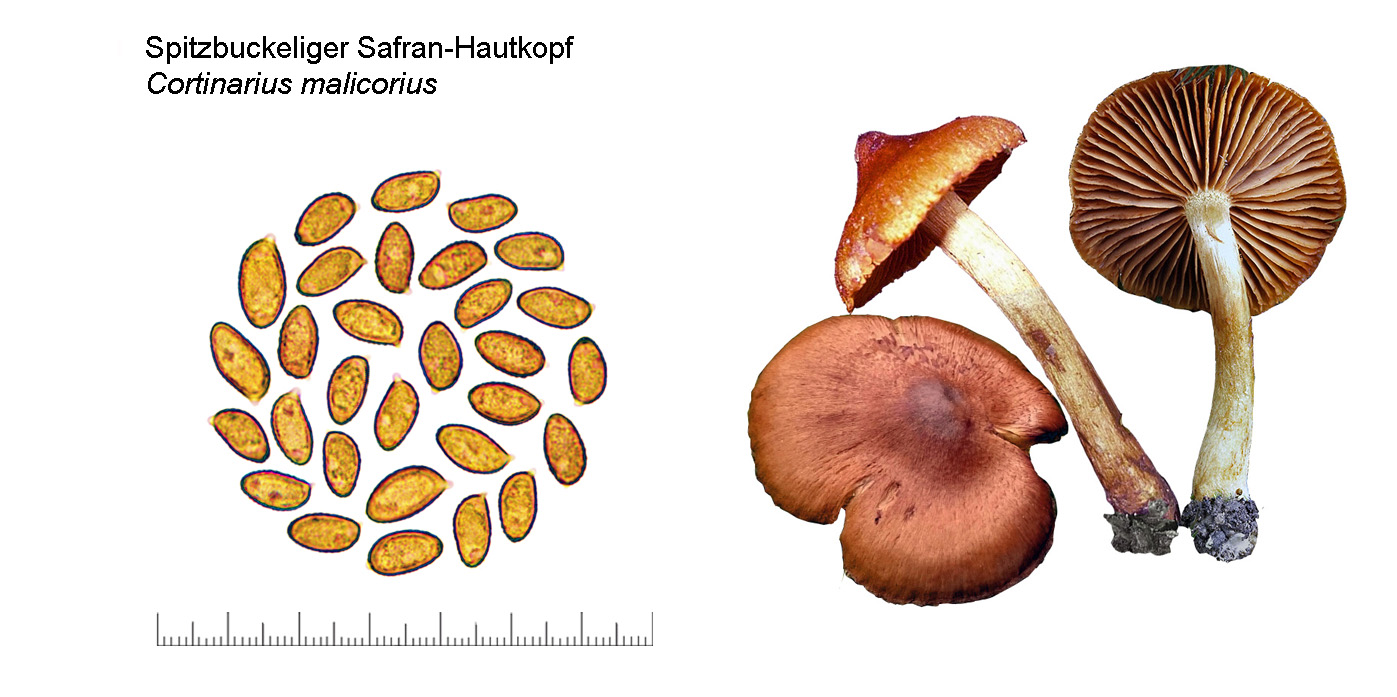 Cortinarius malicorius, Orangerandiger Hautkopf