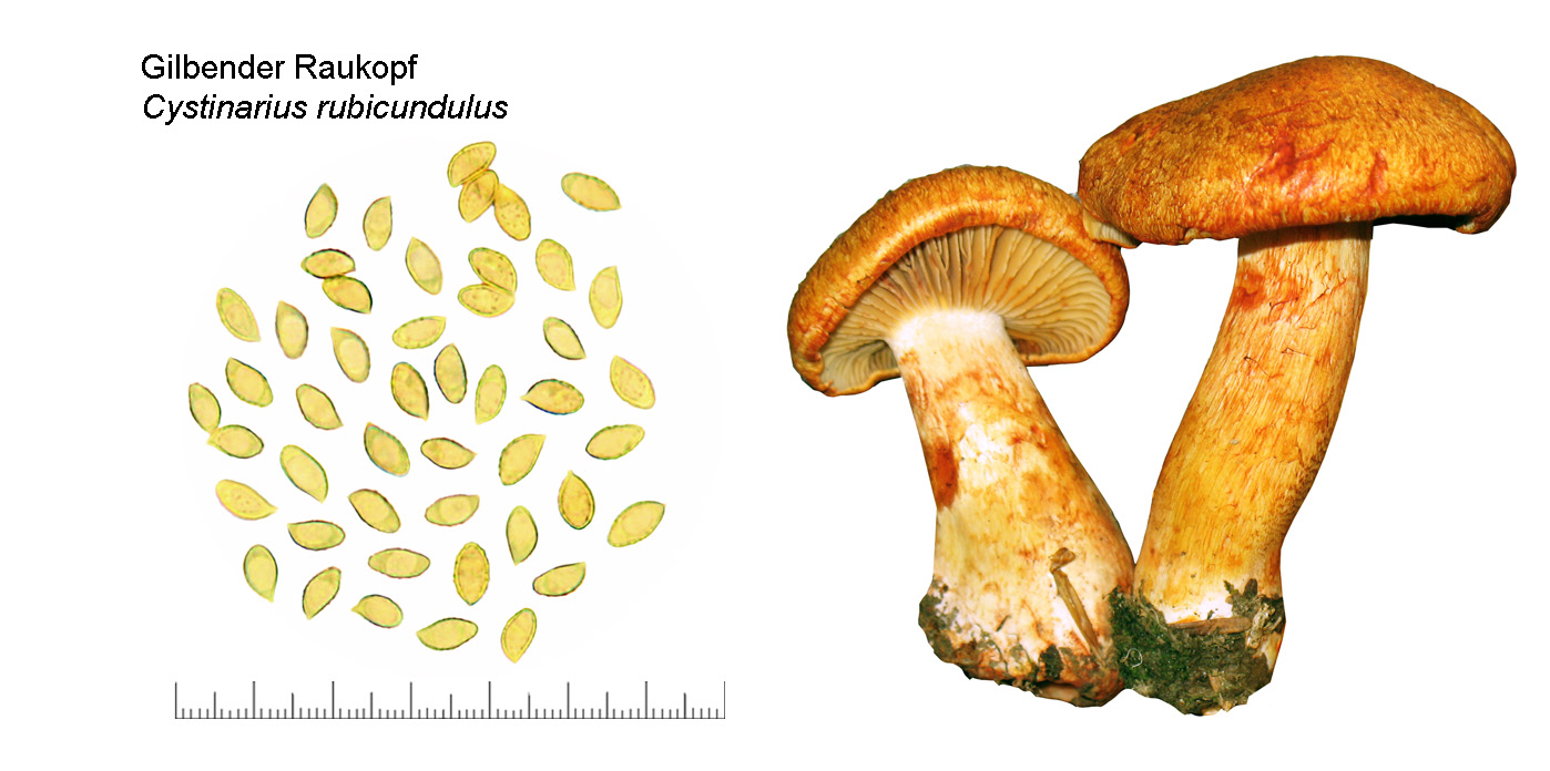 Cystinarius rubicundulus, Gilbender Raukopf