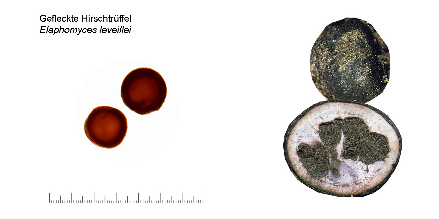 Elaphomyces leveillei, Gefleckte Hirschtrüffel