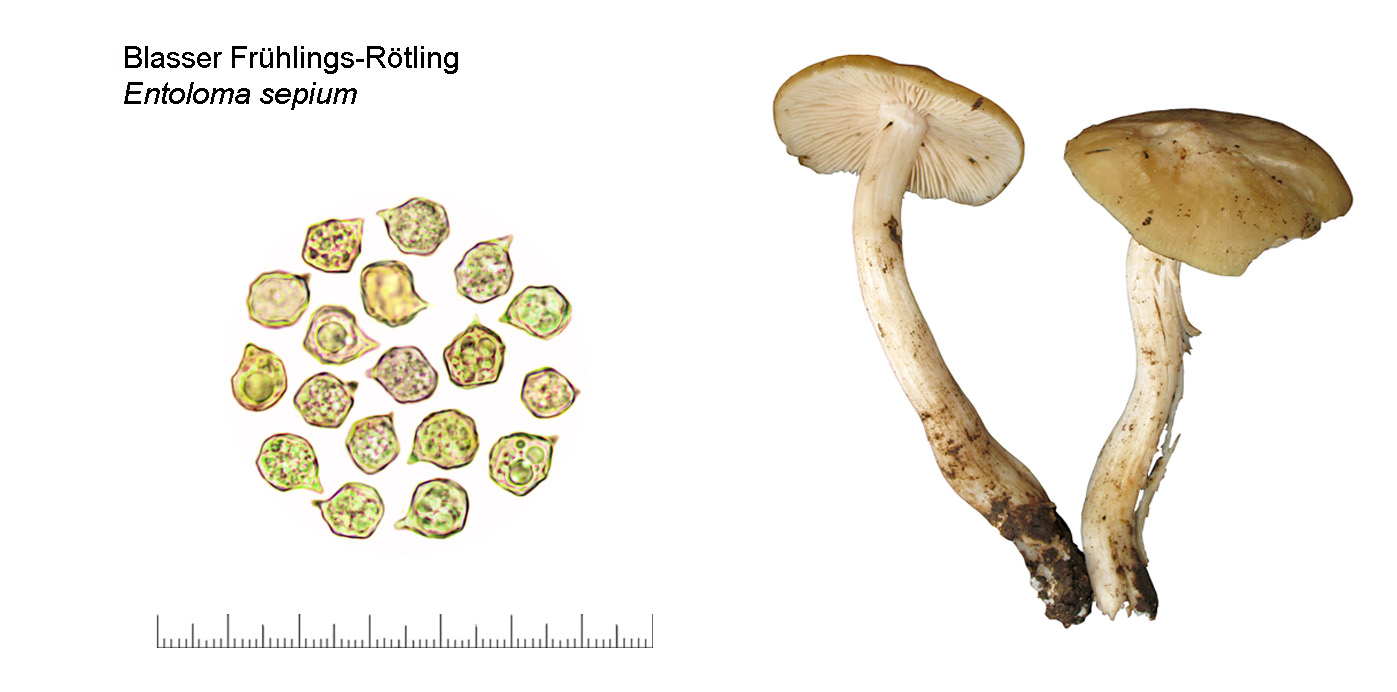 Entoloma sepium, Blasser Frhlings-Rtling