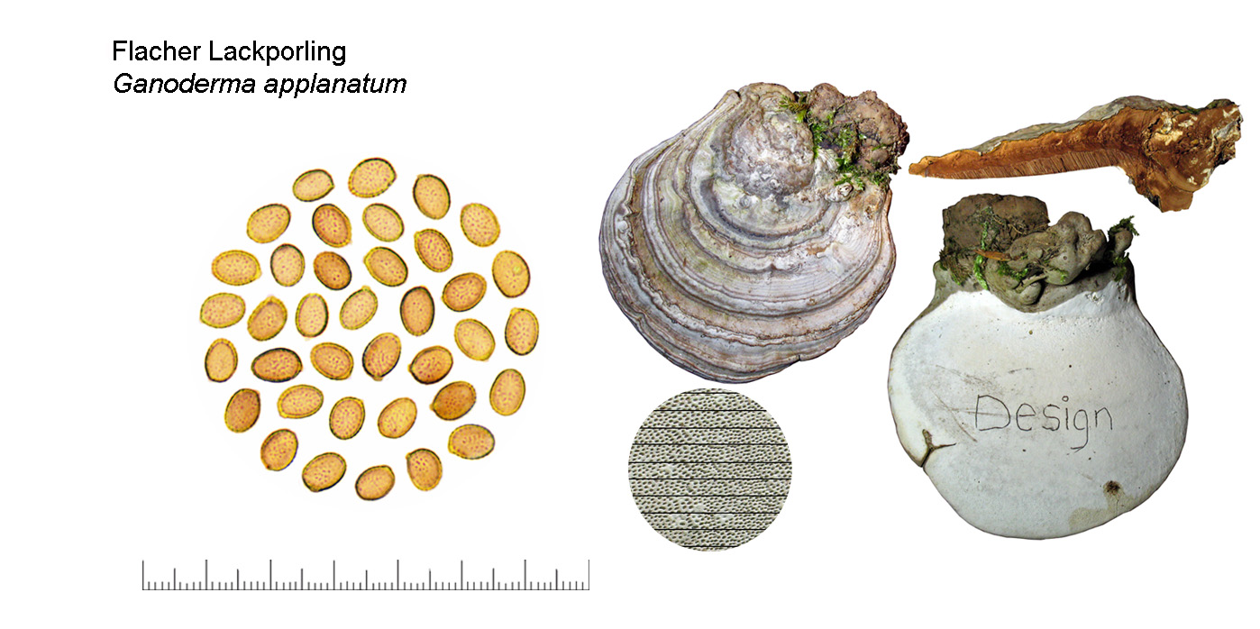 Ganoderma applanatum, Flacher Lackporling