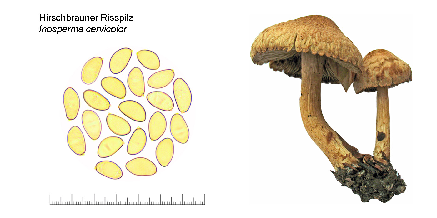 Inosperma cervicolor, Hirschbrauner Risspilz