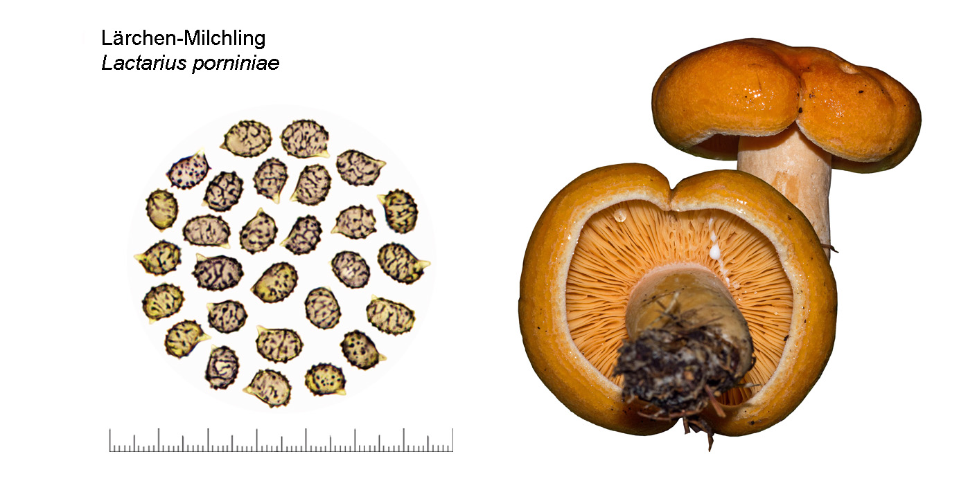 Lactarius porniniae, Lrchen-Milchling