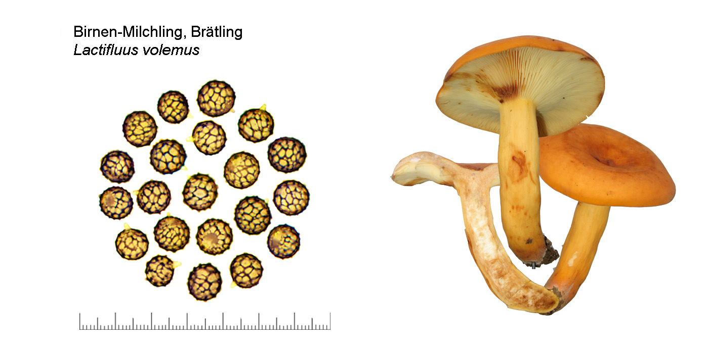 Lactifluus volemus, Birnen-Milchling, Brtling