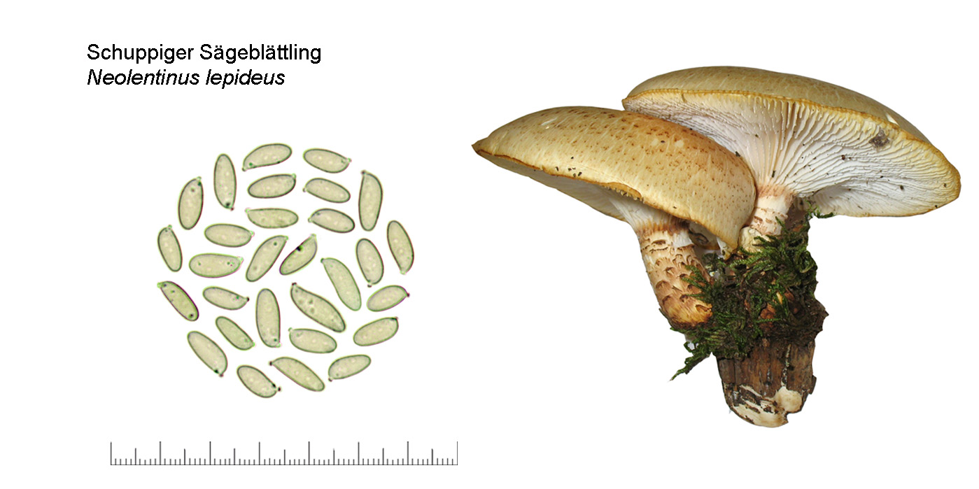 Neolentinus lepideus, Schuppiger Sägeblättling