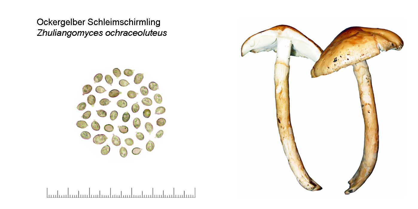 Zhuliangomyces ochraceoluteus, Ockergelber Schleimschirmling