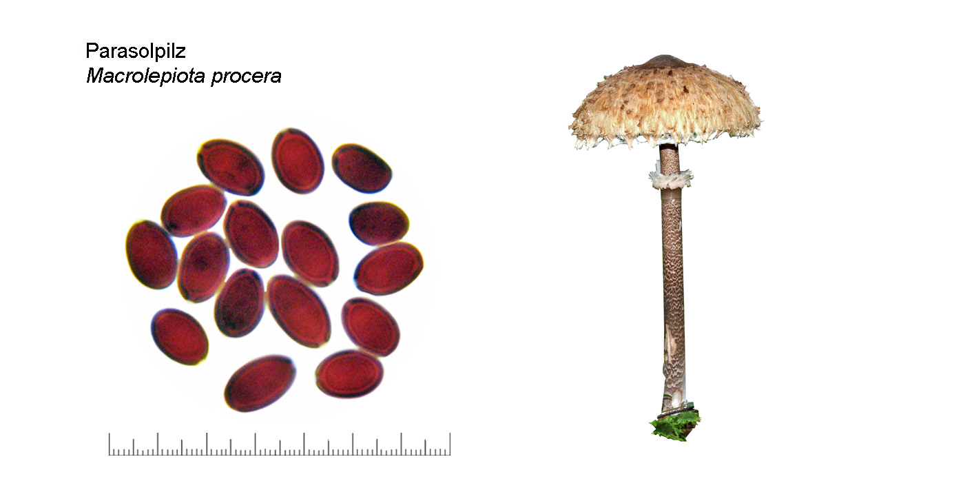 Macrolepiota procera, Parasolpilz