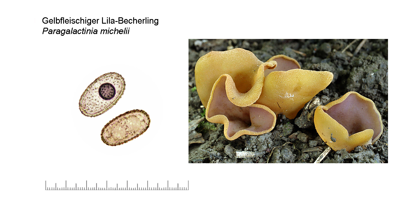 Paragalactinia michelii, Gelbfleischiger Lila-Becherling