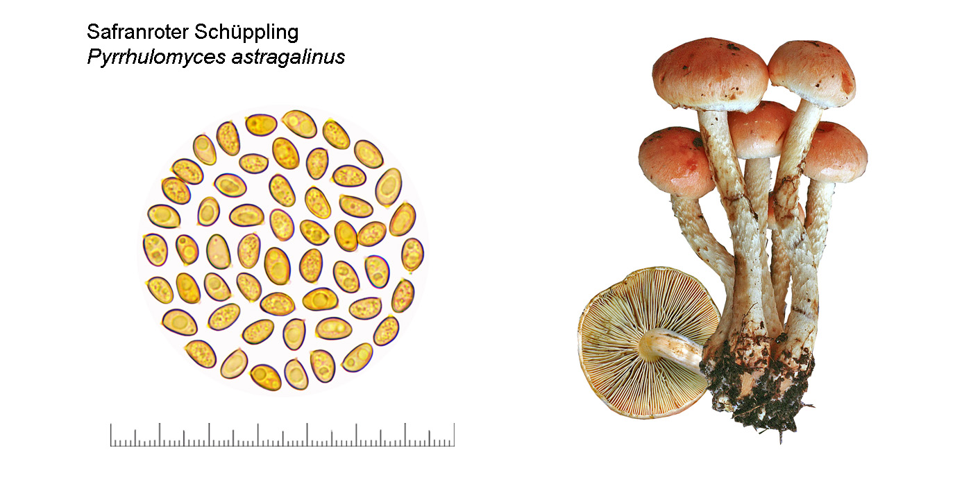 Pyrrhulomyces astragalinus, Safranroter Schüppling