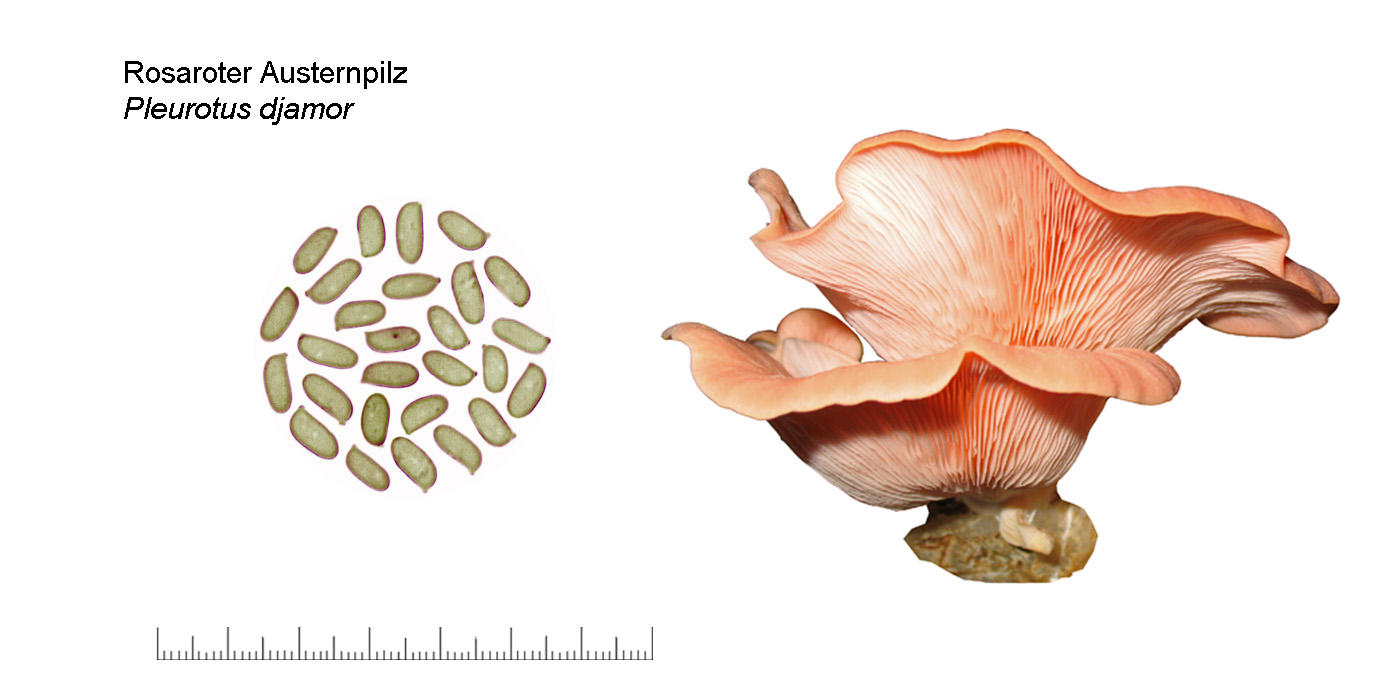 Pleurotus djamor, Rosaroter Austernpilz