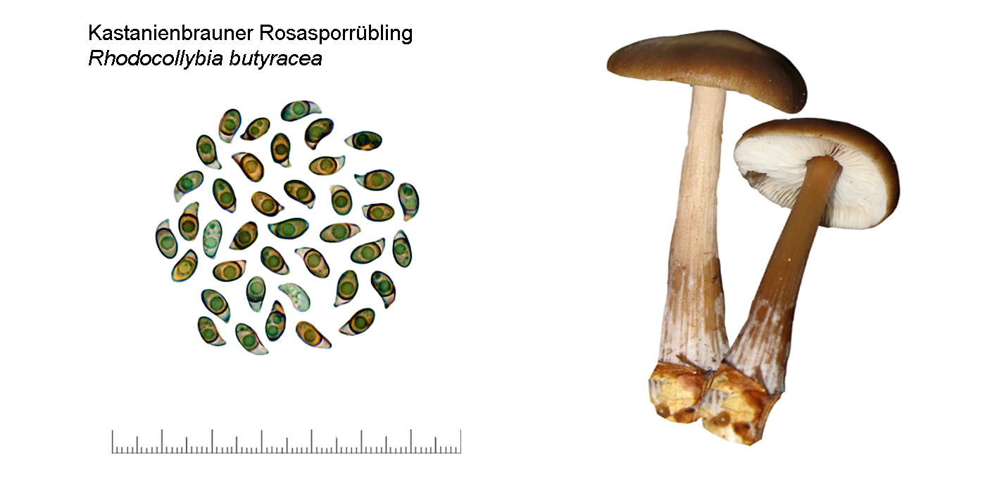 Rhodocollybia butyracea, Kastanienbrauner Rosasporrbling