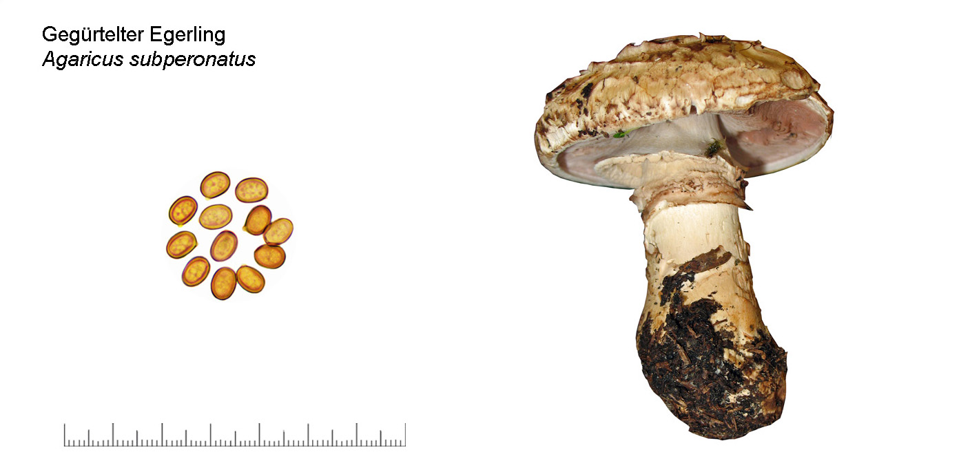 Agaricus subperonatus, Gegürtelter Egerling