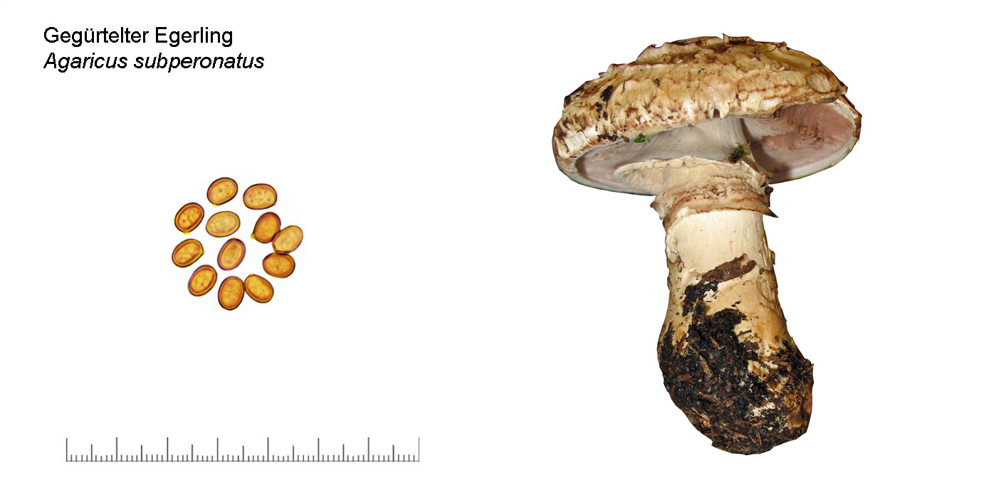 Agaricus subperonatus, Gegrtelter Egerling