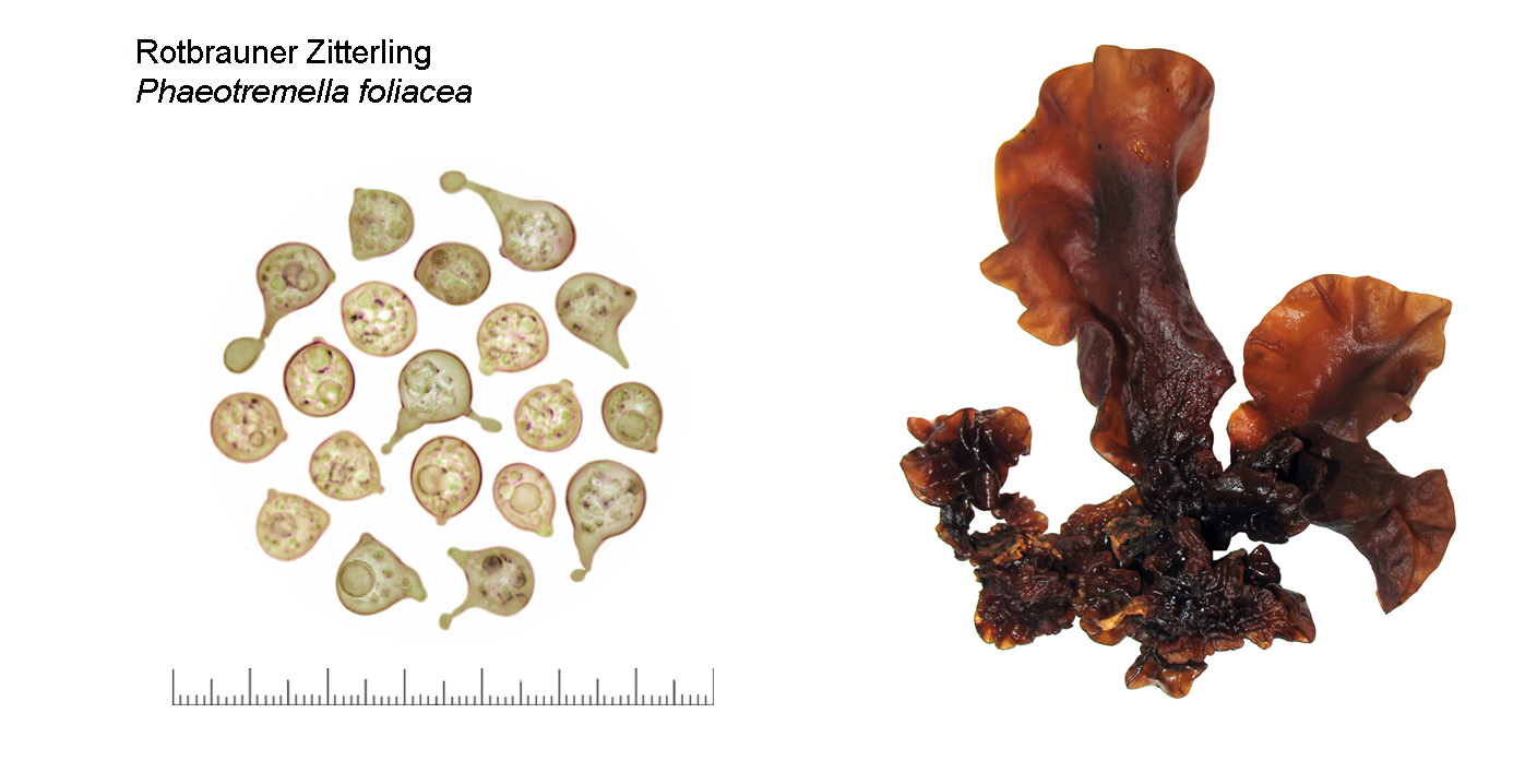 Phaeotremella foliacea, Rotbrauner Zitterling