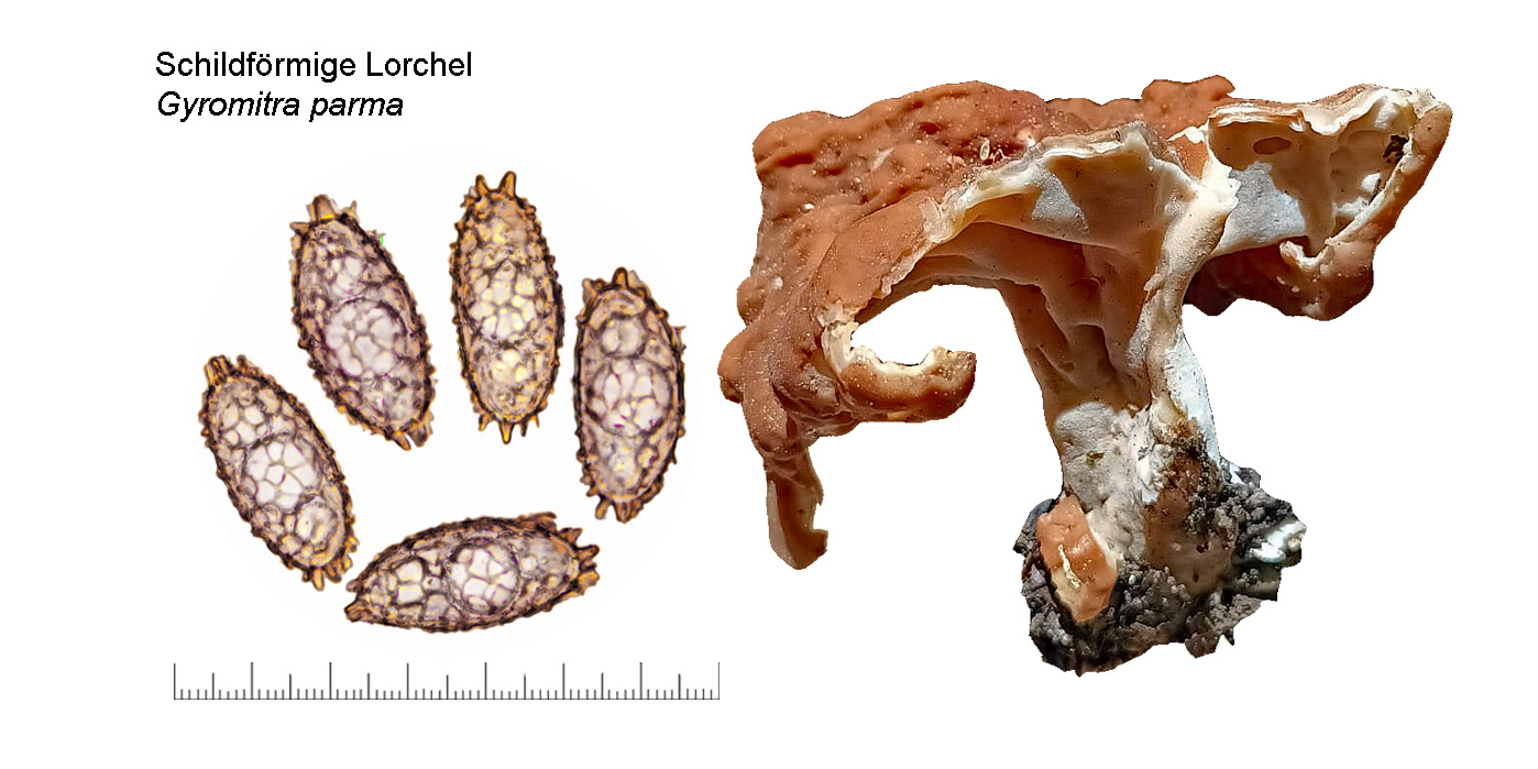Gyromitra parma, Schildfrmige Lorchel