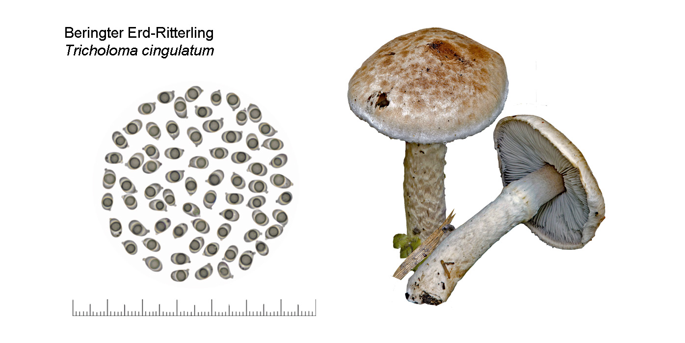 Tricholoma cingulatum, Beringter Erd-Ritterling