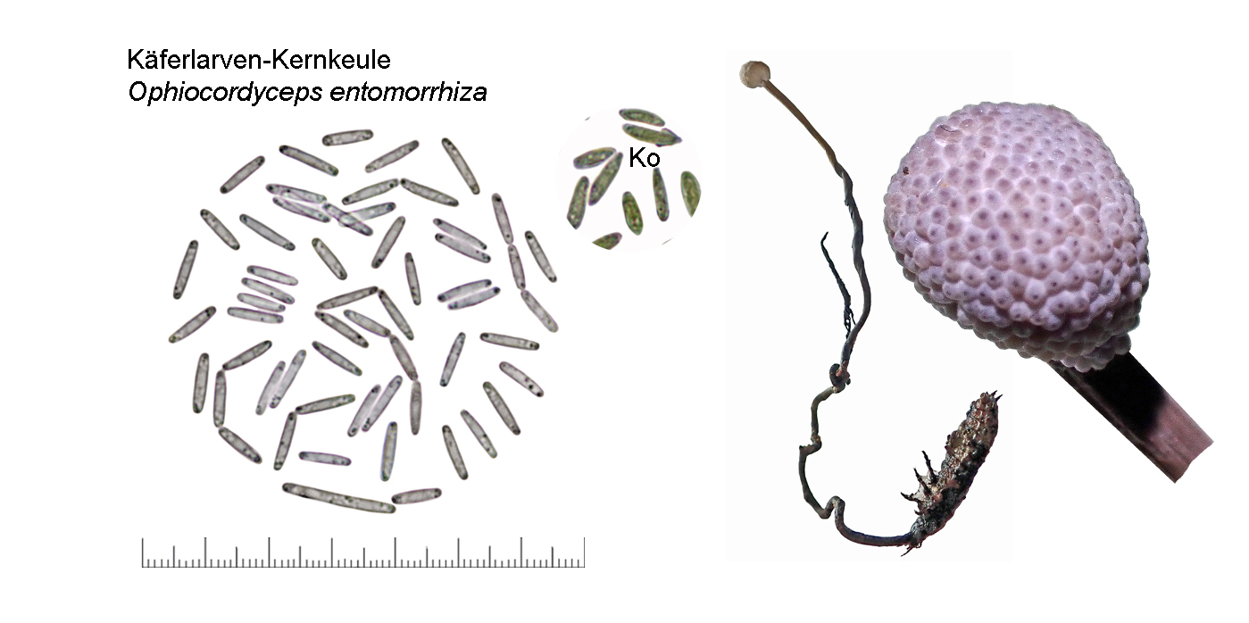 Ophiocordyceps entomorrhiza, Käferlarven-Kernkeule