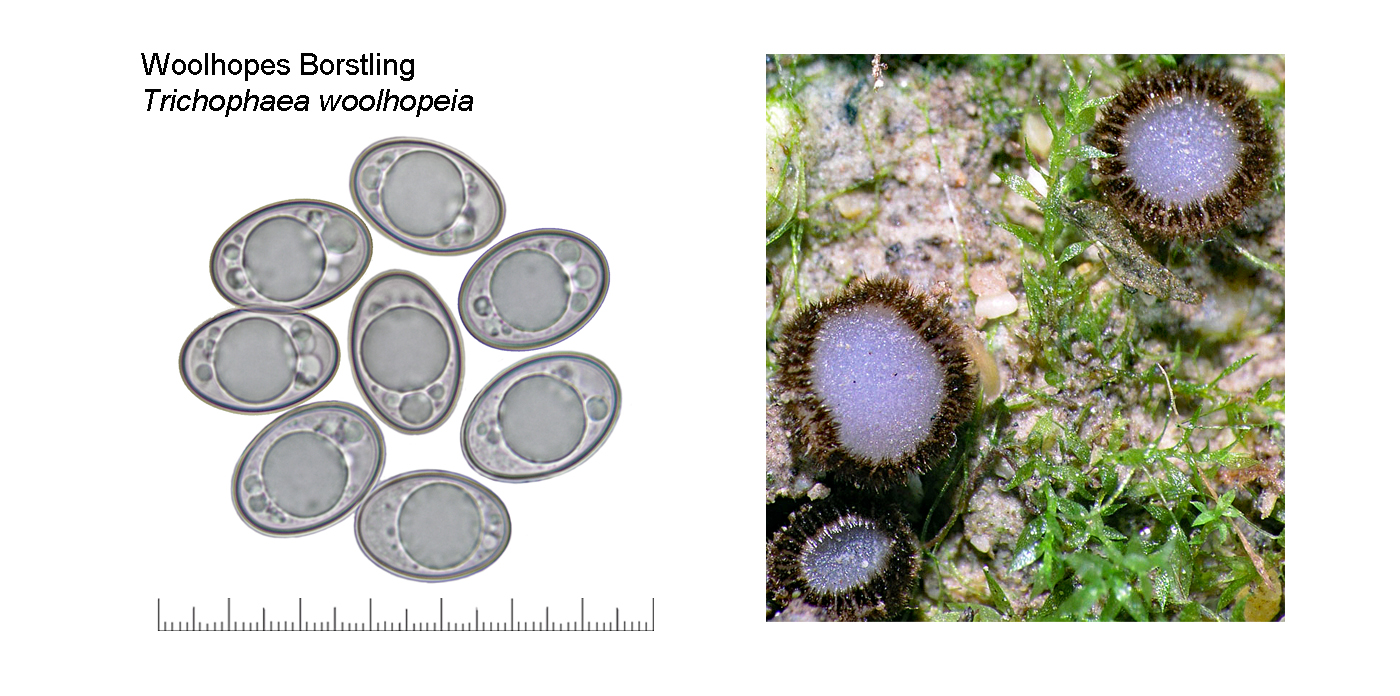 Trichophaea woolhopeia, Woolhopes Borstling