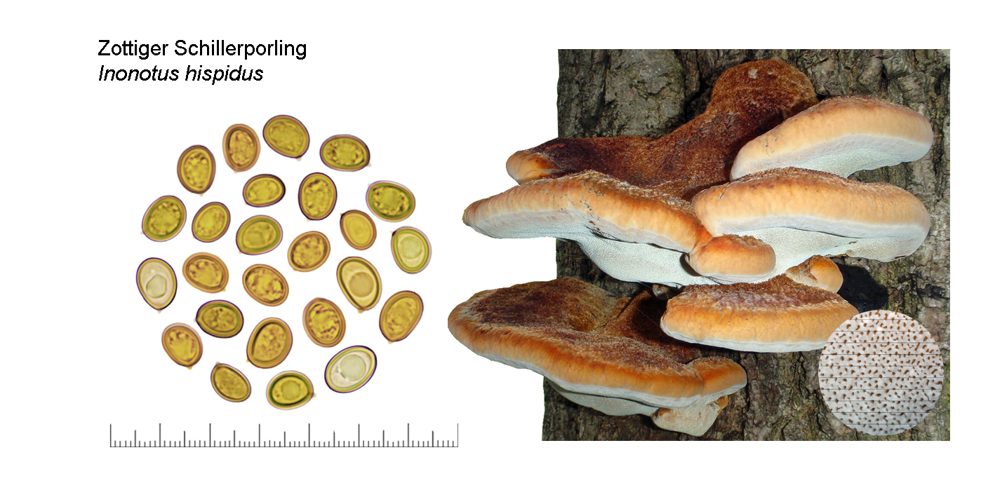 Inonotus hispidus, Zottiger Schillerporling