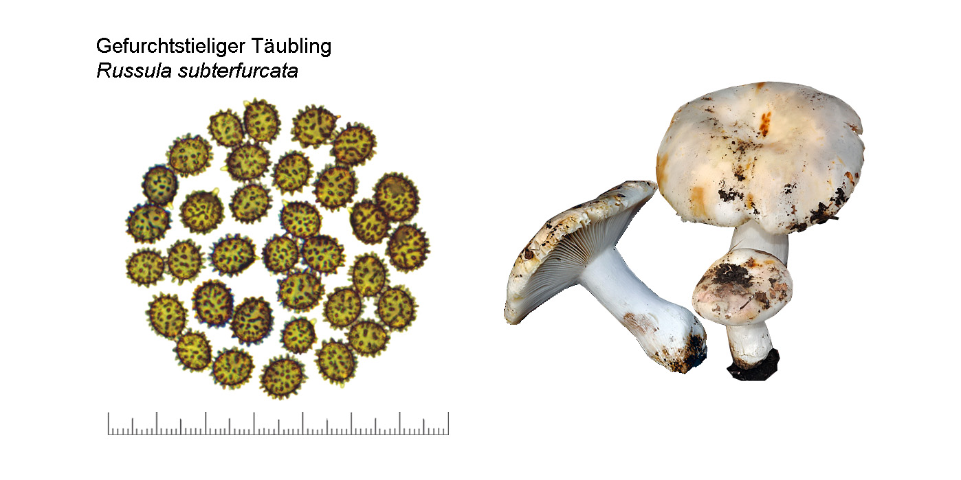 Russula subterfurcata, Gefurchtstieliger Täubling