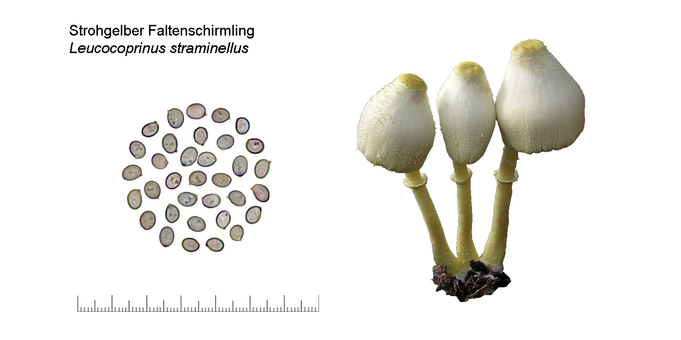Leucocoprinus straminellus, Strohgelber Faltenschirmling