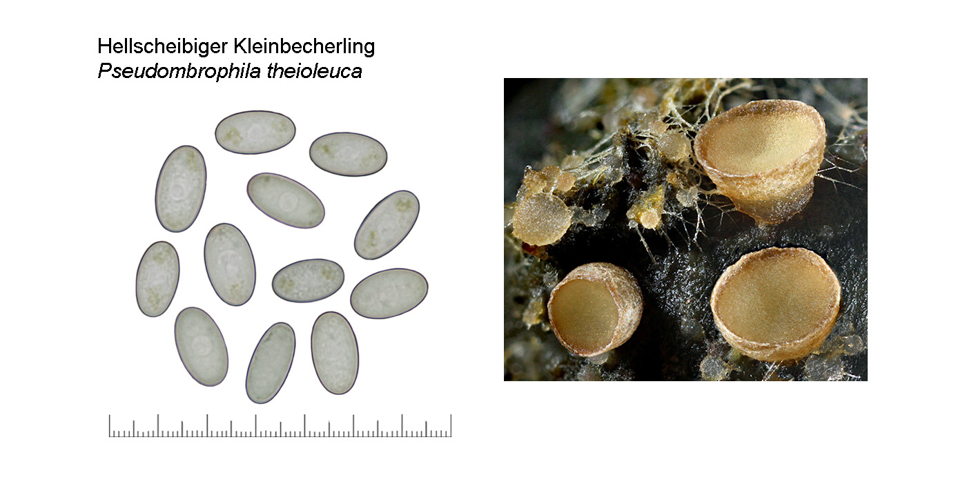 Pseudombrophila theioleuca, Hellscheibiger Kleinbecherling