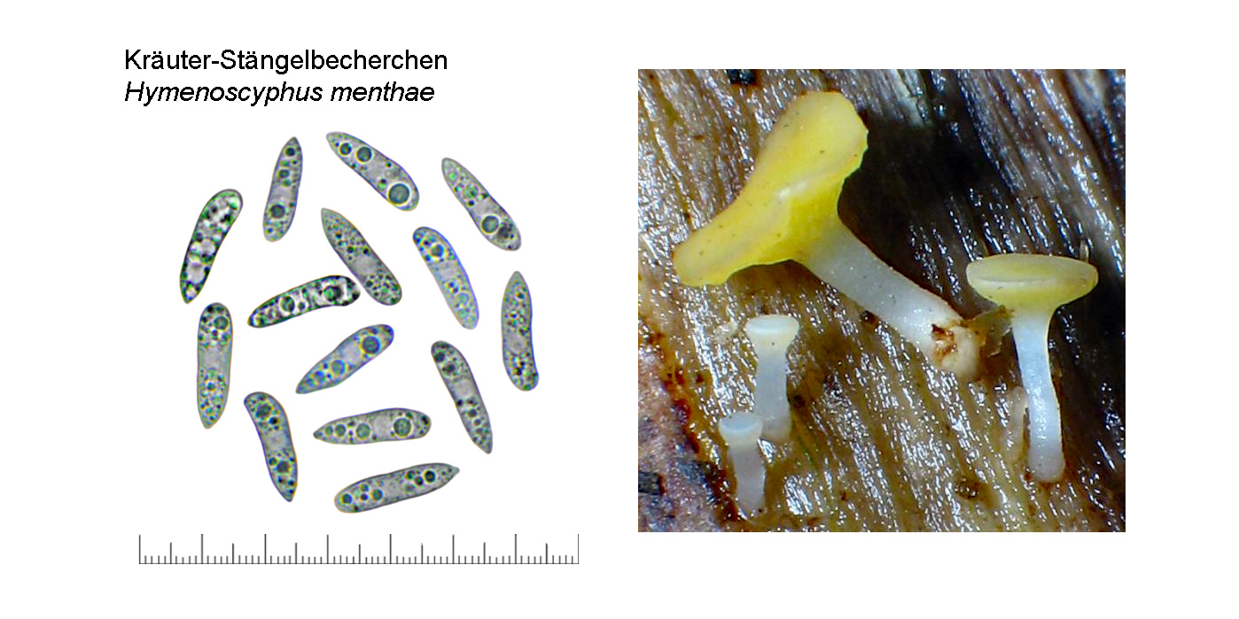 Hymenoscyphus menthae, Kruter-Stngelbecherchen