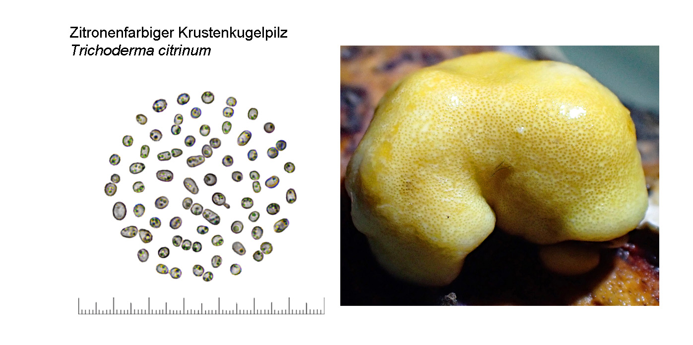 Trichoderma citrinum, Zitronenfarbiger Krustenkugelpilz