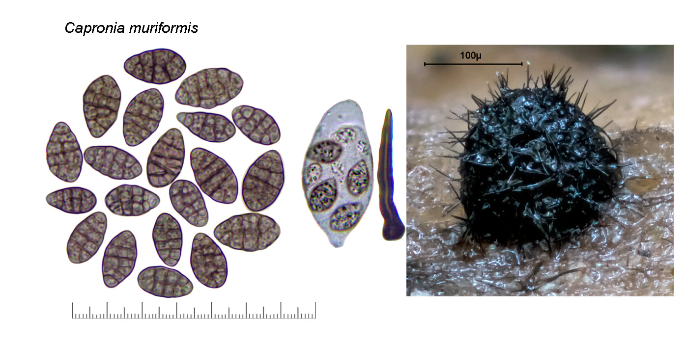 Capronia muriformis, Kein