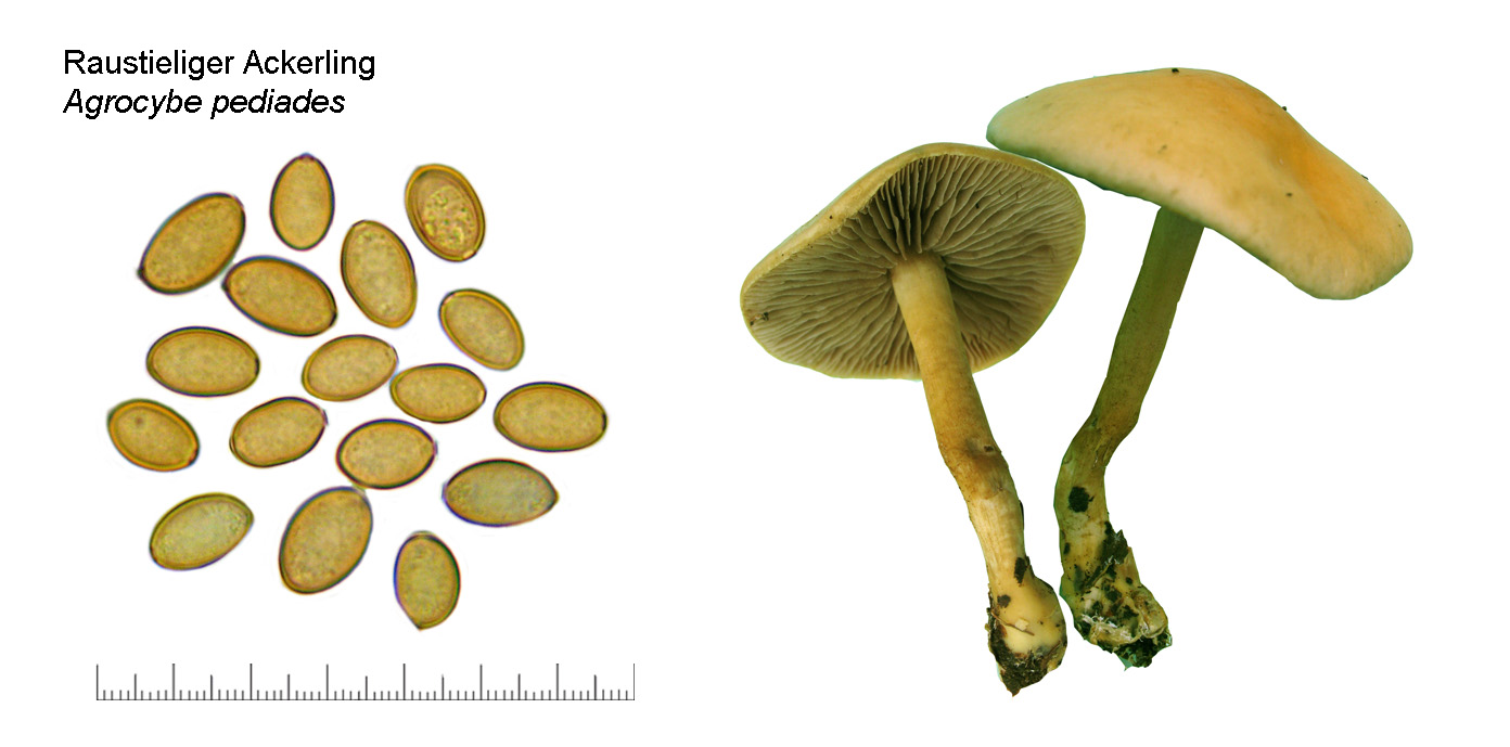 Agrocybe pediades, Rauhstieliger Ackerling