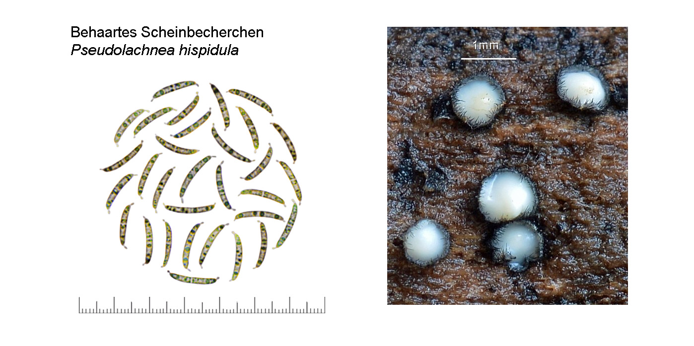 Pseudolachnea hispidula, Behaartes Scheinbecherchen