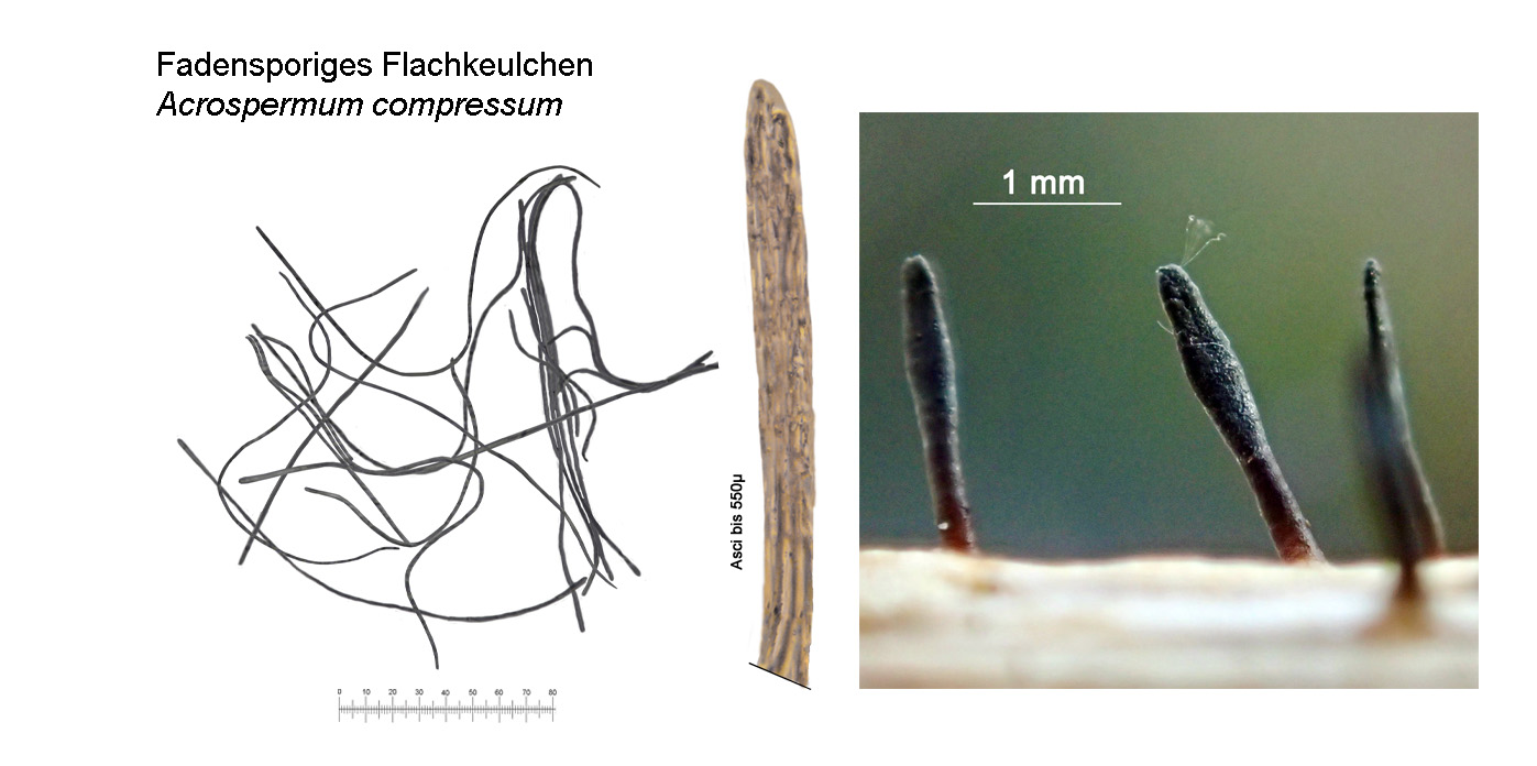 Acrospermum compressum, Fadensporiges Flachkeulchen