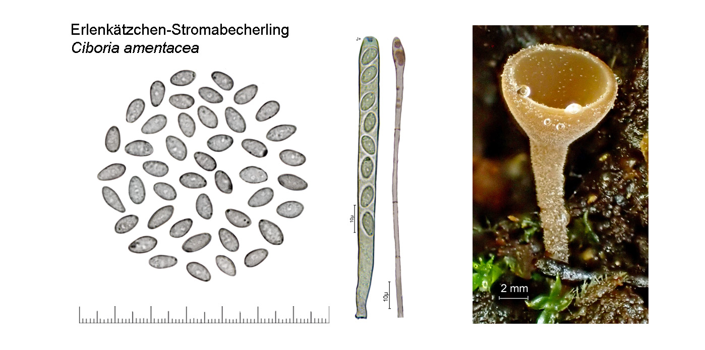 Ciboria amentacea, Erlenkätzchen-Stromabecherling