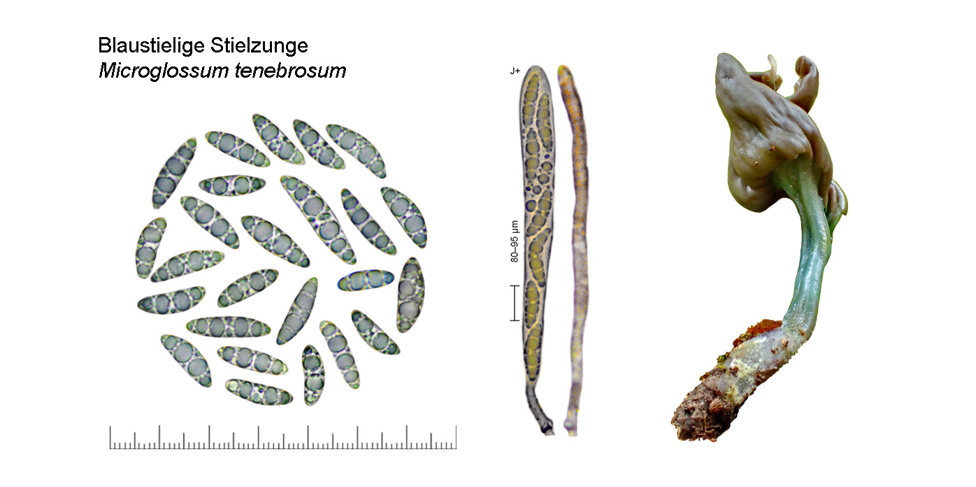 Microglossum truncatum, Kein