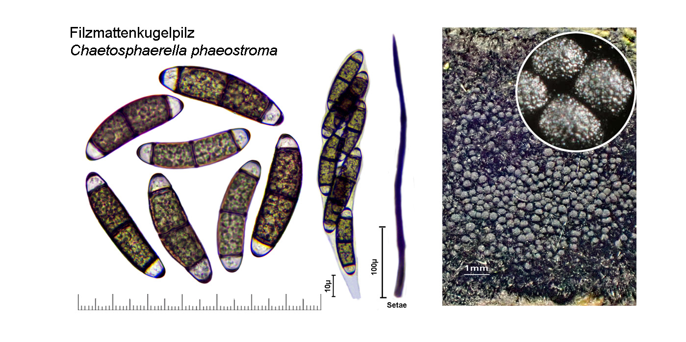 Chaetosphaerella phaeostroma, Filzmattenkugelpilz