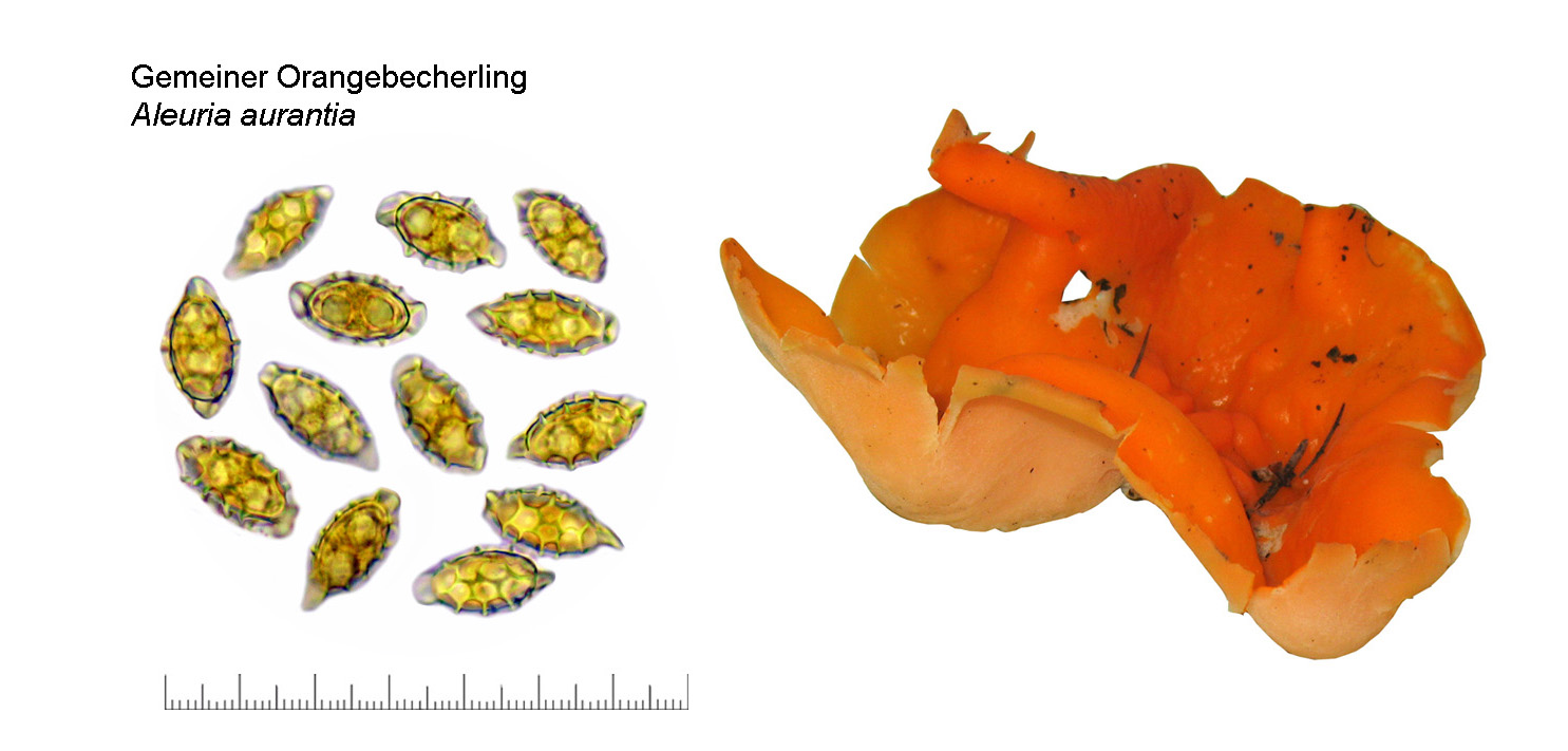 Aleuria aurantia, Gemeiner Orangebecherling