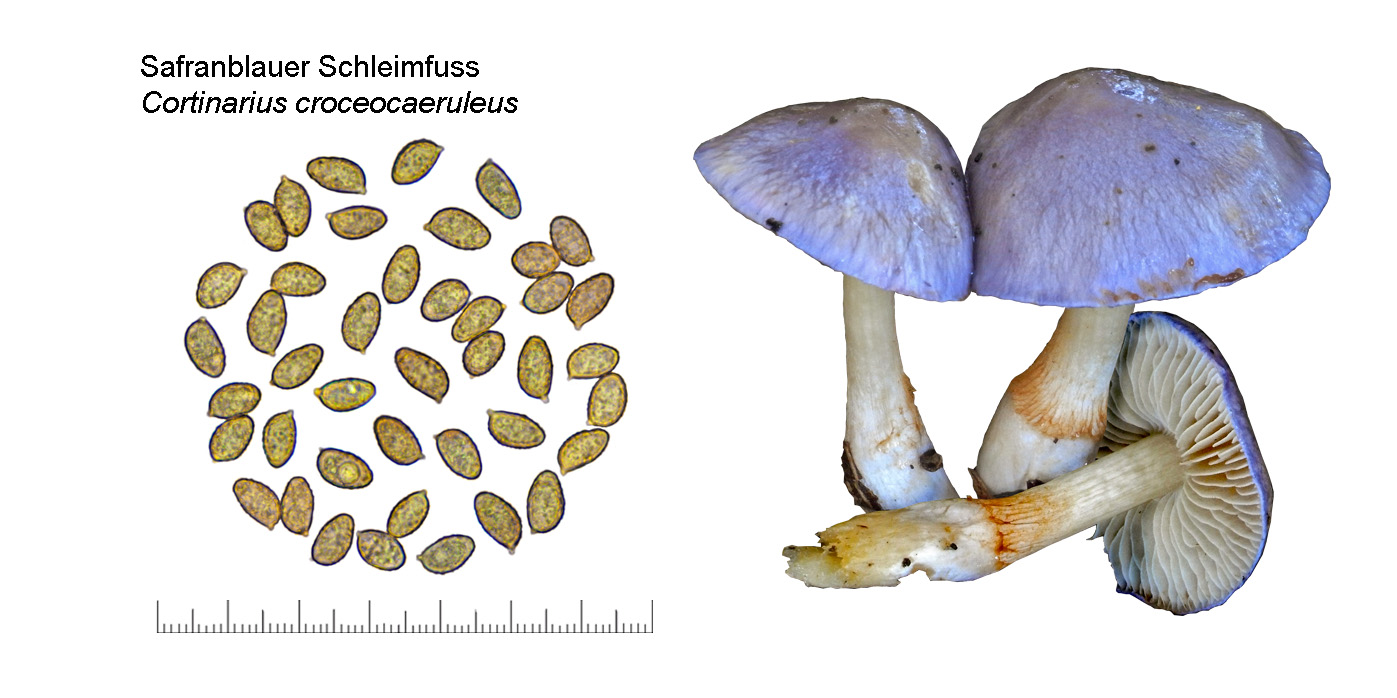 Cortinarius croceocaeruleus, Safranblauer Schleimfuss
