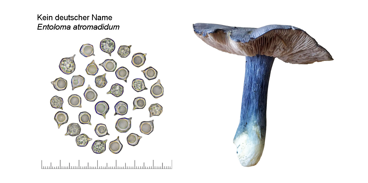 Entoloma atromadidum, Kein deutscher Name