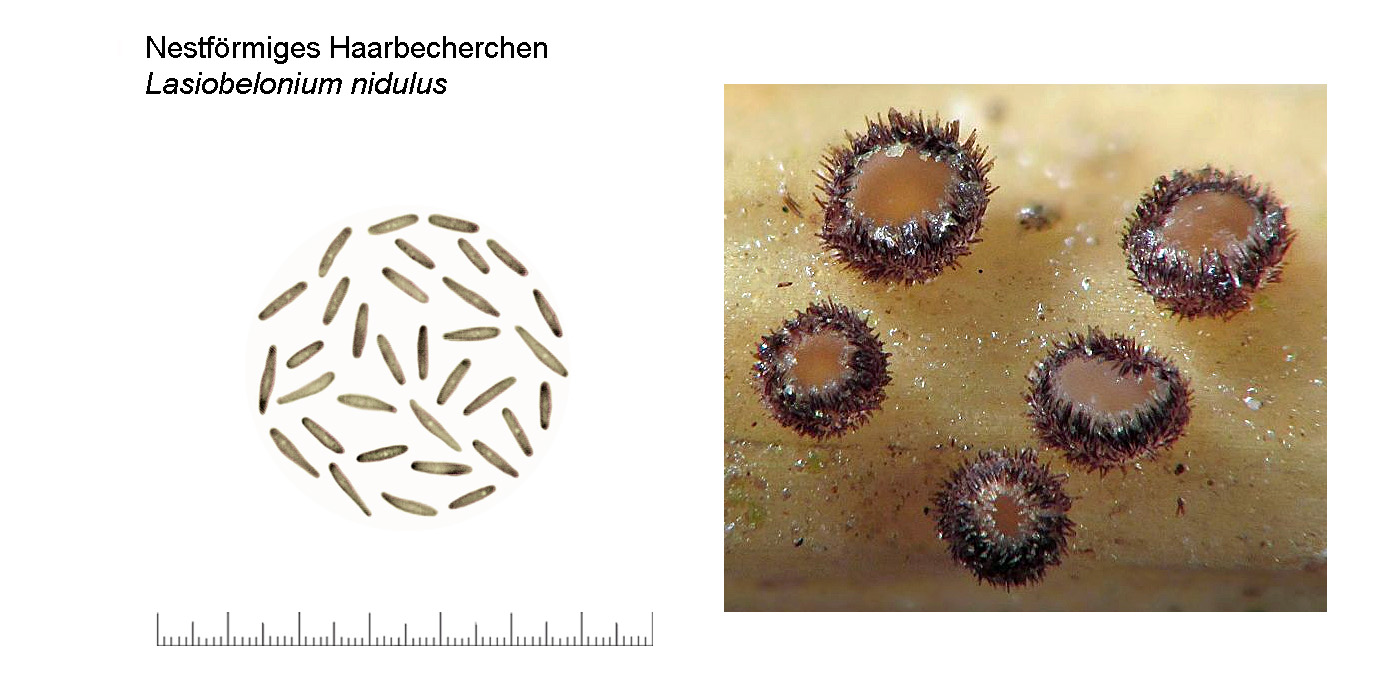 Trichopezizelle nidulus, Nestförmiges Haarbecherchen