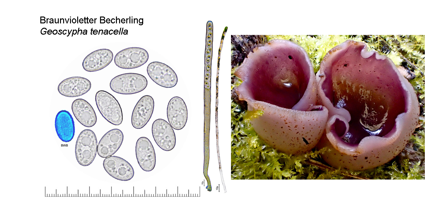 Geoscypha tenacella, Braunvioletter Becherling